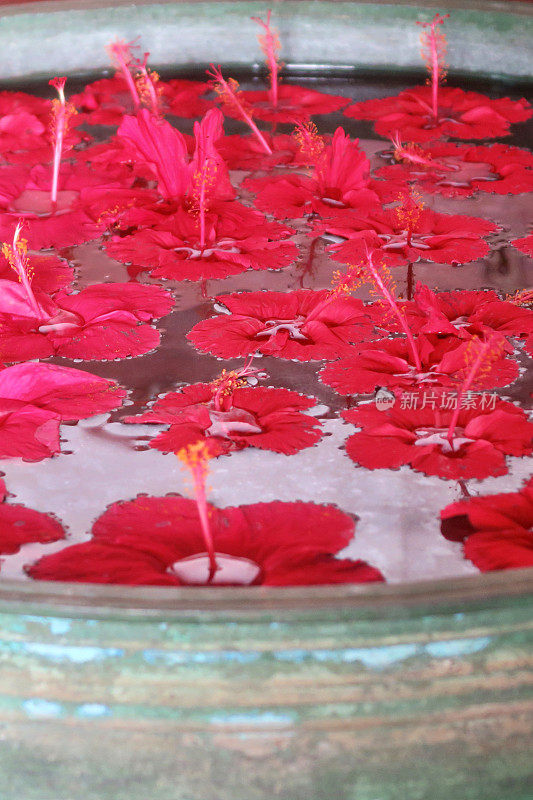 红色的木槿花，花瓣和雄蕊漂浮在蓝色的釉面水盘上(uruli /urli)，印度南部喀拉拉邦的住宿，传统的印度酒店为客人布置鲜花